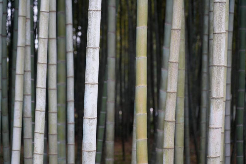Tranquil Bamboo Groves