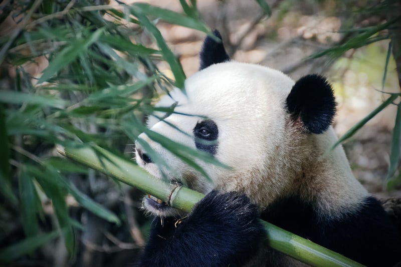Bamboo Grove